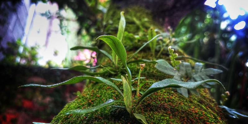 技术培训新趋势：React与Vue框架对比学习如何提升IT培训与人工智能培训效果