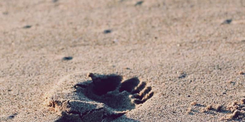 编程学习新方向：掌握Tableau与Power BI，用数据科学与商业智能驱动AI时代决策